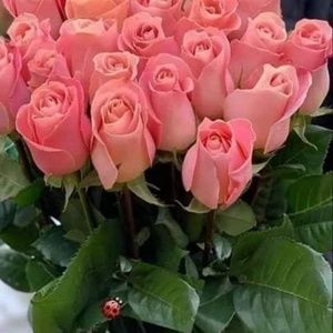 Meet your Posher, Belina